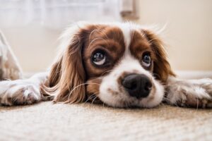 Brown furry Puppy